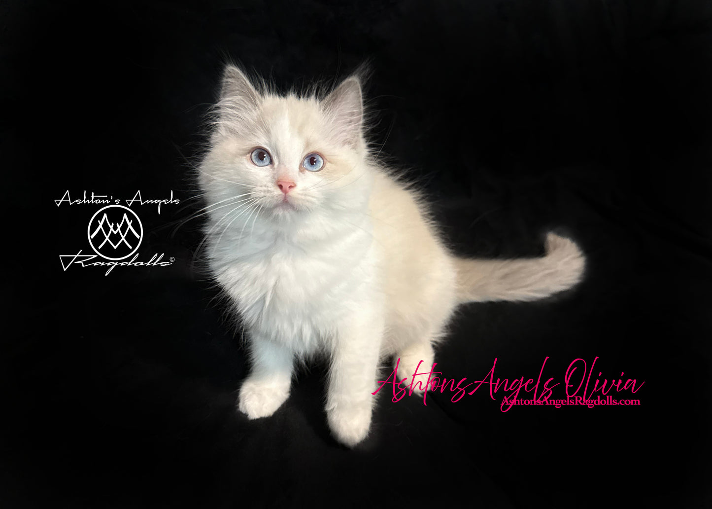 AshtonsAngels Olivia: Blue Bicolor Female Ragdoll Kitten