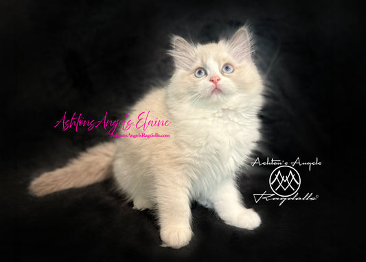 AshtonsAngels Elaine: Blue Bicolor Female Ragdoll Kitten