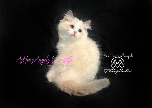 AshtonsAngels Elizabeth: Blue Bicolor Female Ragdoll Kitten