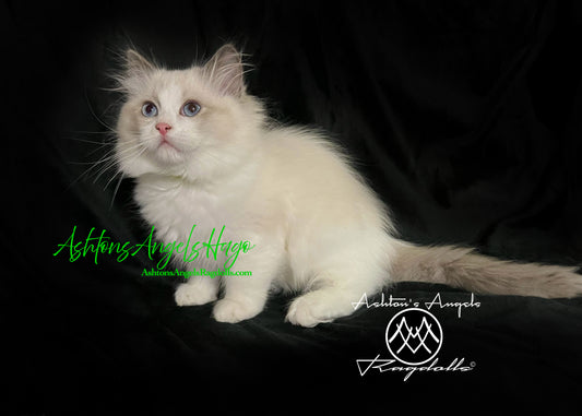 AshtonsAngels Hugo: Blue Bicolor Male Ragdoll Kitten