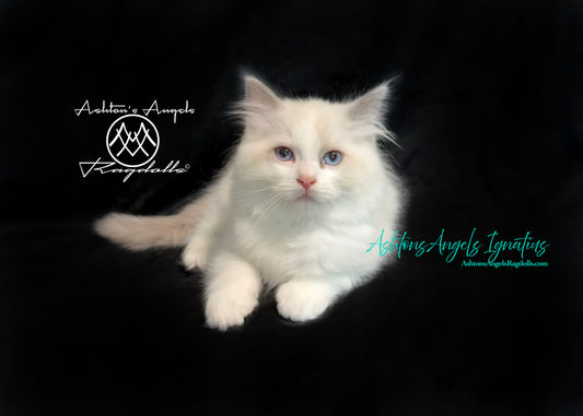 AshtonsAngels Ignatius: Blue Bicolor Male Ragdoll Kitten
