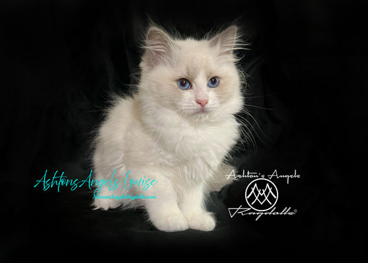 AshtonsAngels Louise: Blue Bicolor Female Ragdoll Kitten