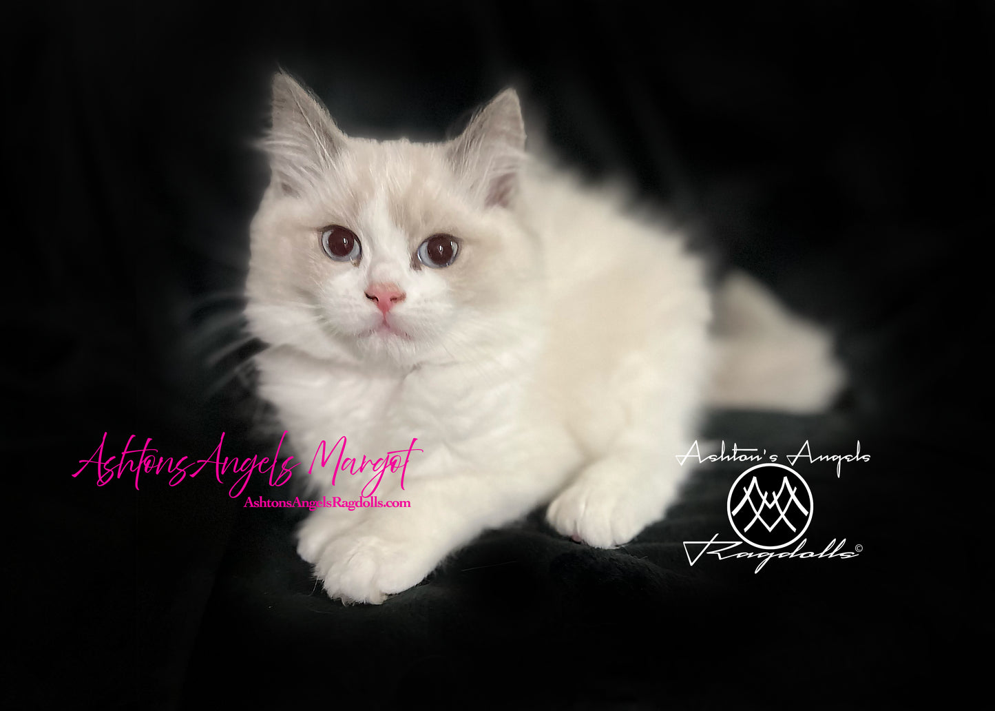 AshtonsAngels Margot: Blue Bicolor Female Ragdoll Kitten