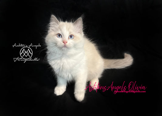 AshtonsAngels Olivia: Blue Bicolor Female Ragdoll Kitten