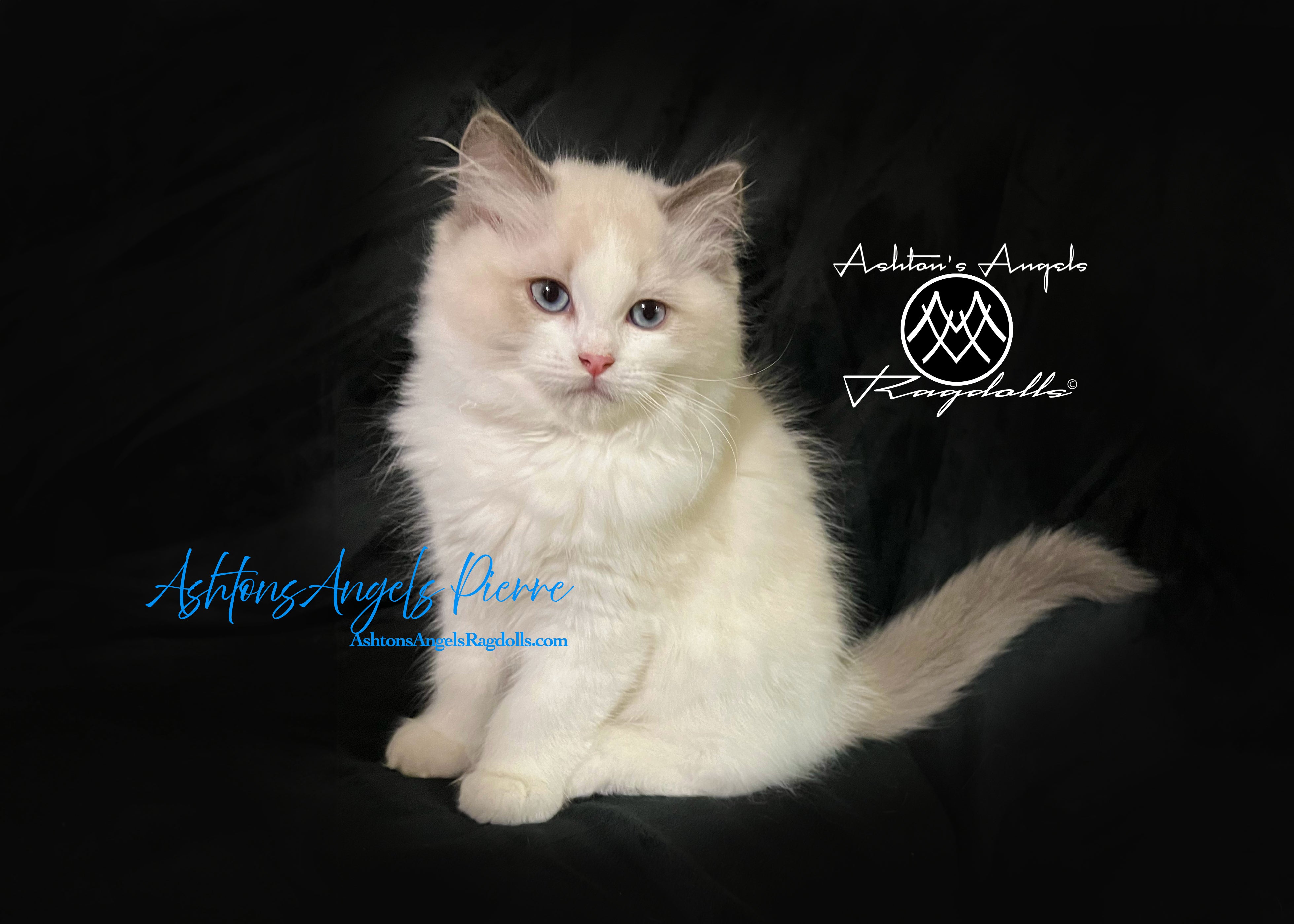 AshtonsAngels Pierre: Blue Bicolor Male Ragdoll Kitten – Ashton's ...