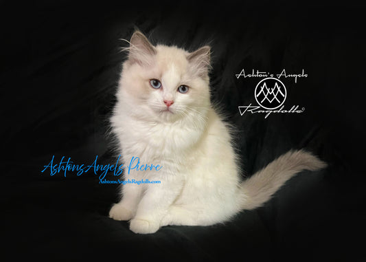 AshtonsAngels Pierre: Blue Bicolor Male Ragdoll Kitten