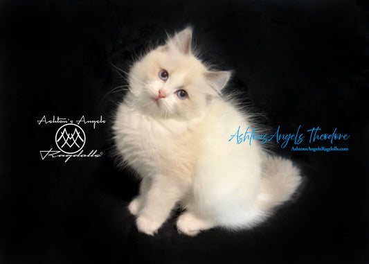 AshtonsAngels Theodore: Blue Bicolor Male Ragdoll Kitten